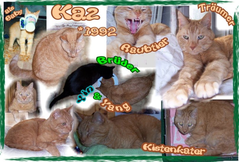 Kaz