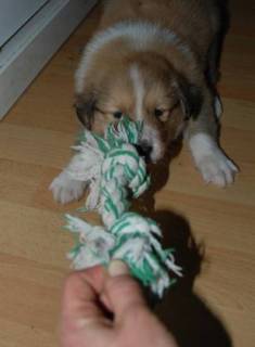 Indy 5 weeks old- rough games