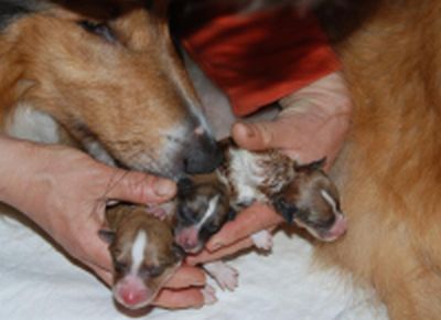 Collie-Welpen gleich nach der Geburt