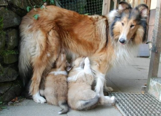 Indy 6 weeks - Mom feeds the puppies