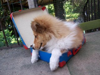 Indy packing his suitcase